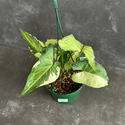 Syngonium Three Kings 140mm