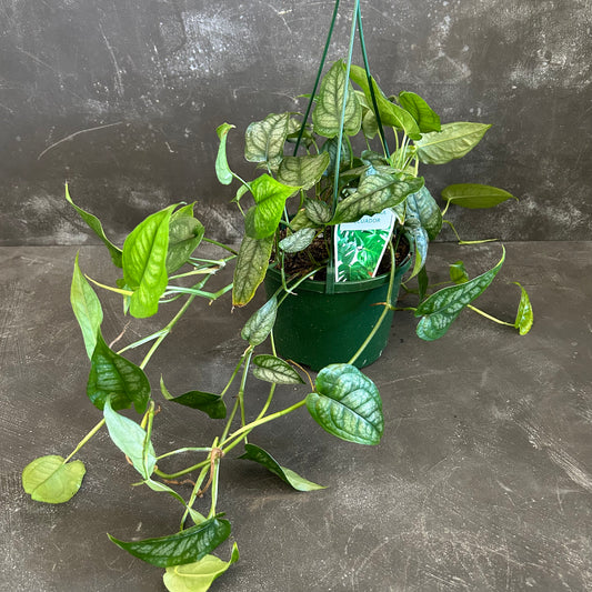 Monstera Siltepecana 140mm