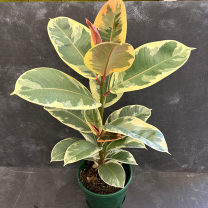 Ficus Elastica Tineke 175mm
