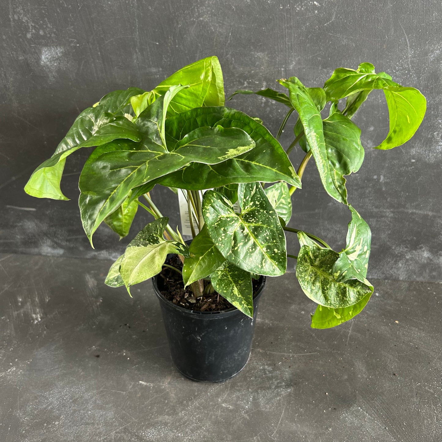 Syngonium Panda 125mm