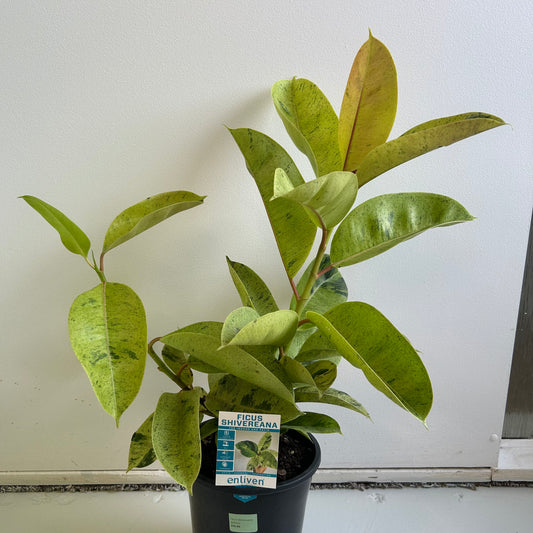 Ficus Shivereana 180mm SECRET SALE (Pickup only)