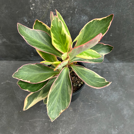 Peperomia Clusiifolia Jelly 130mm