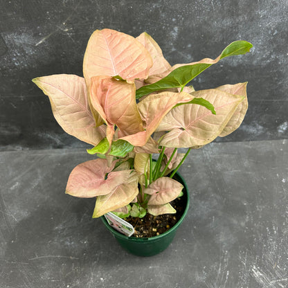 Syngonium Neon 140mm