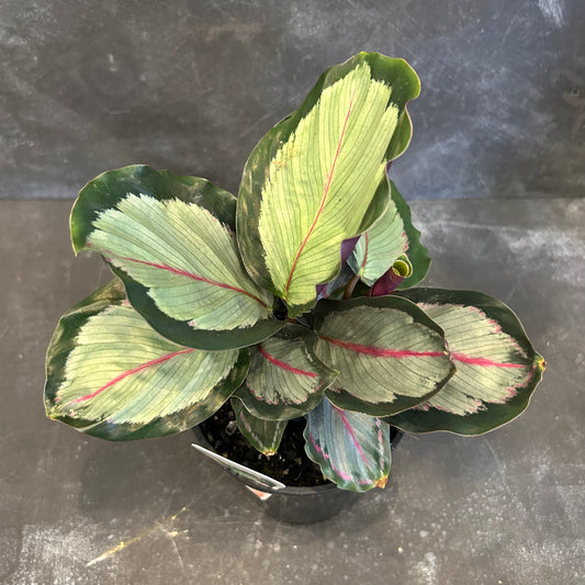 Calathea White Cloud 125mm