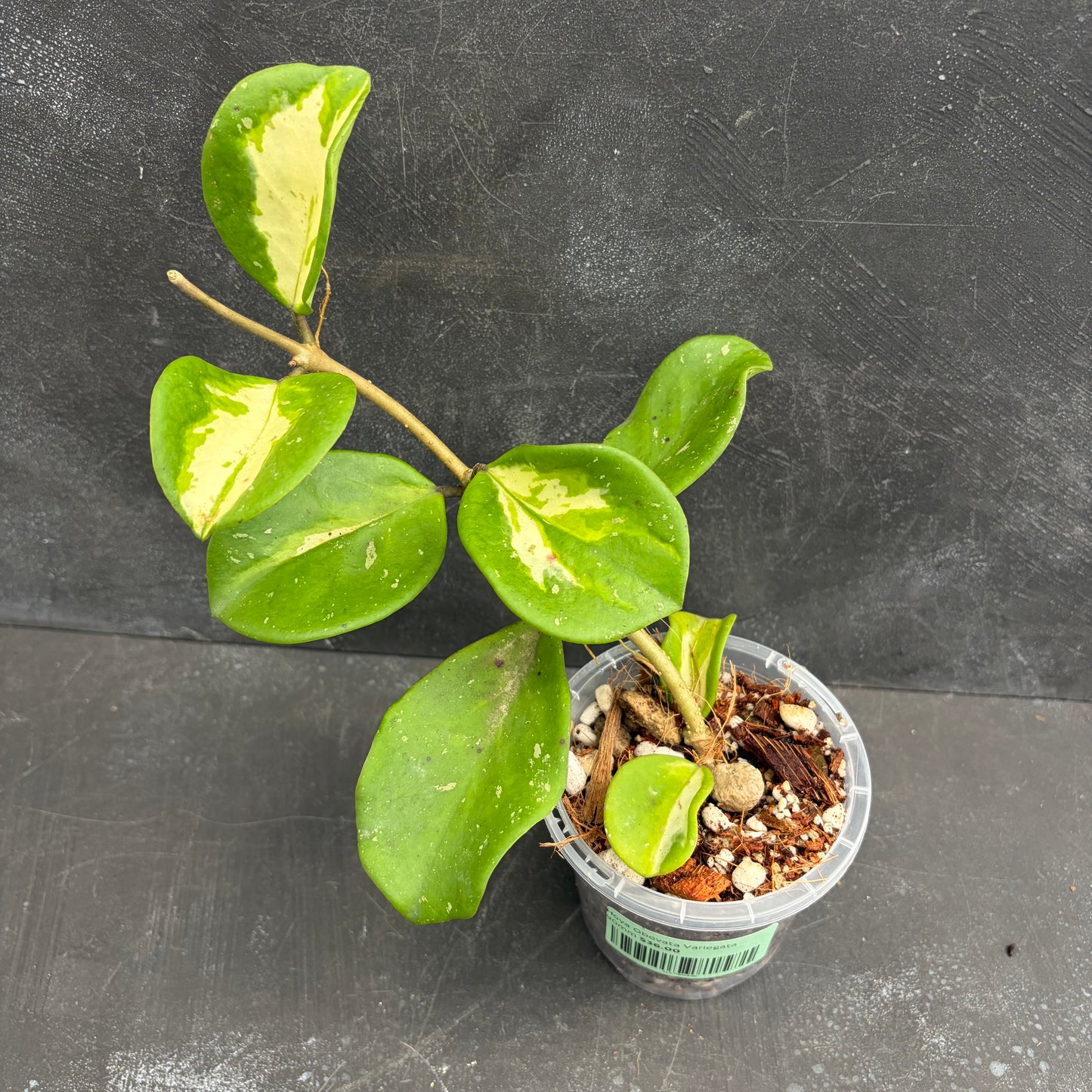 Hoya Obovata Variegata 90mm
