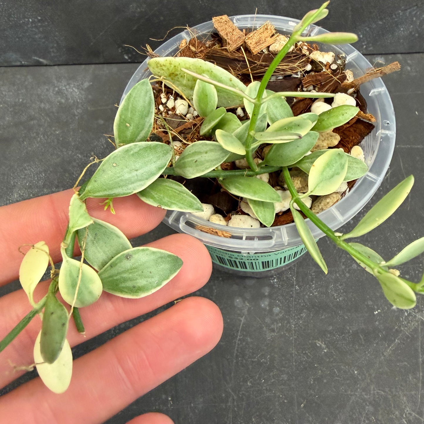 Dischidia Oiantha Variegata 90mm