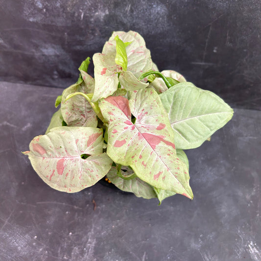 Syngonium Confetti 130mm