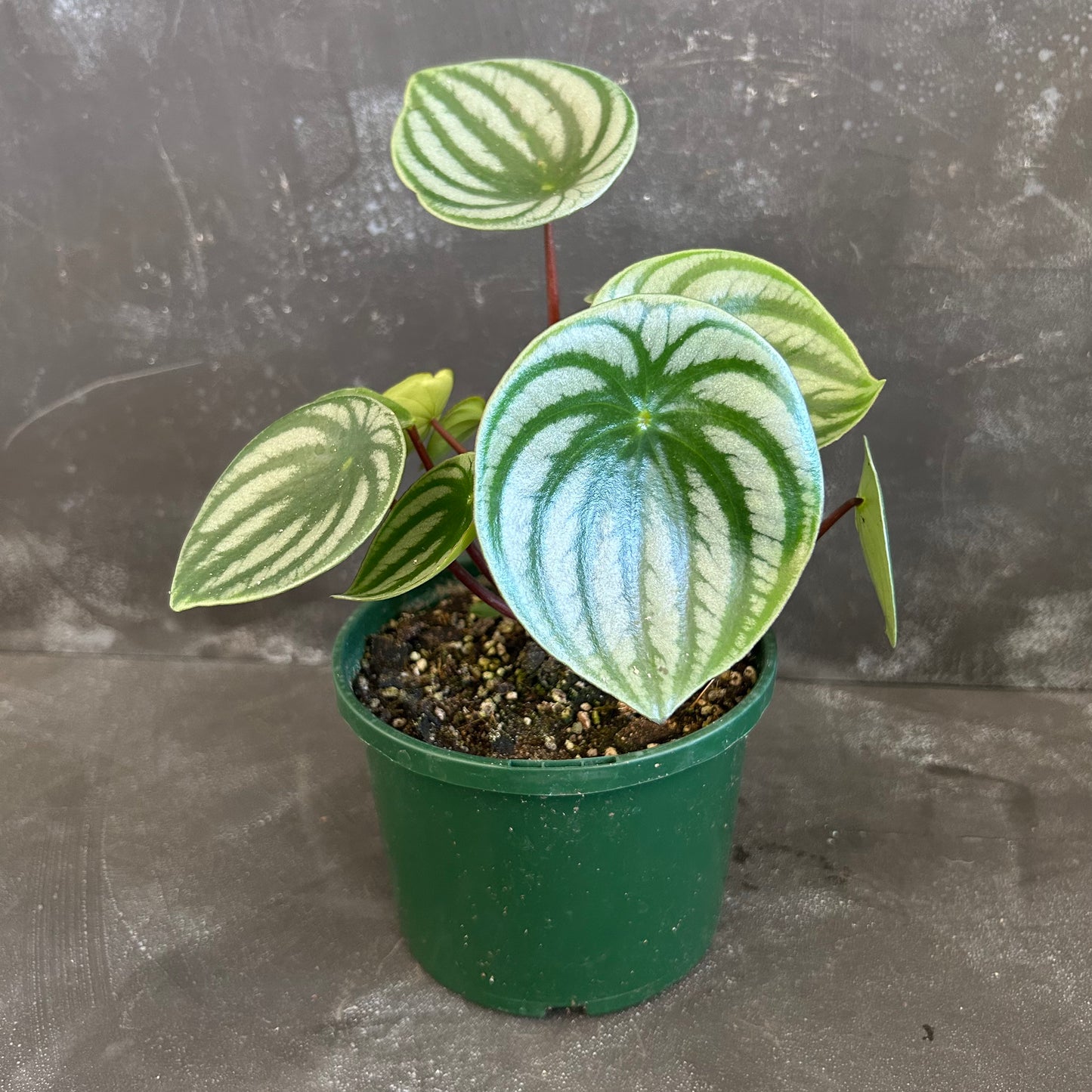 Watermelon Peperomia 140mm