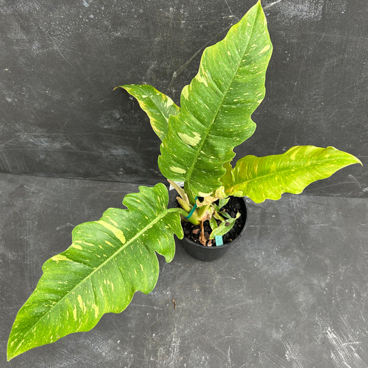 Philodendron Ring of Fire 125mm