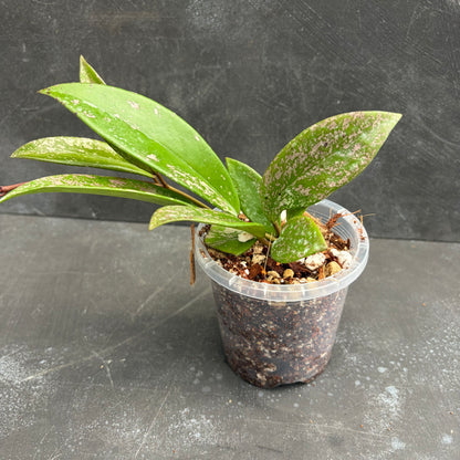 Hoya Pubicalyx Splash 90mm