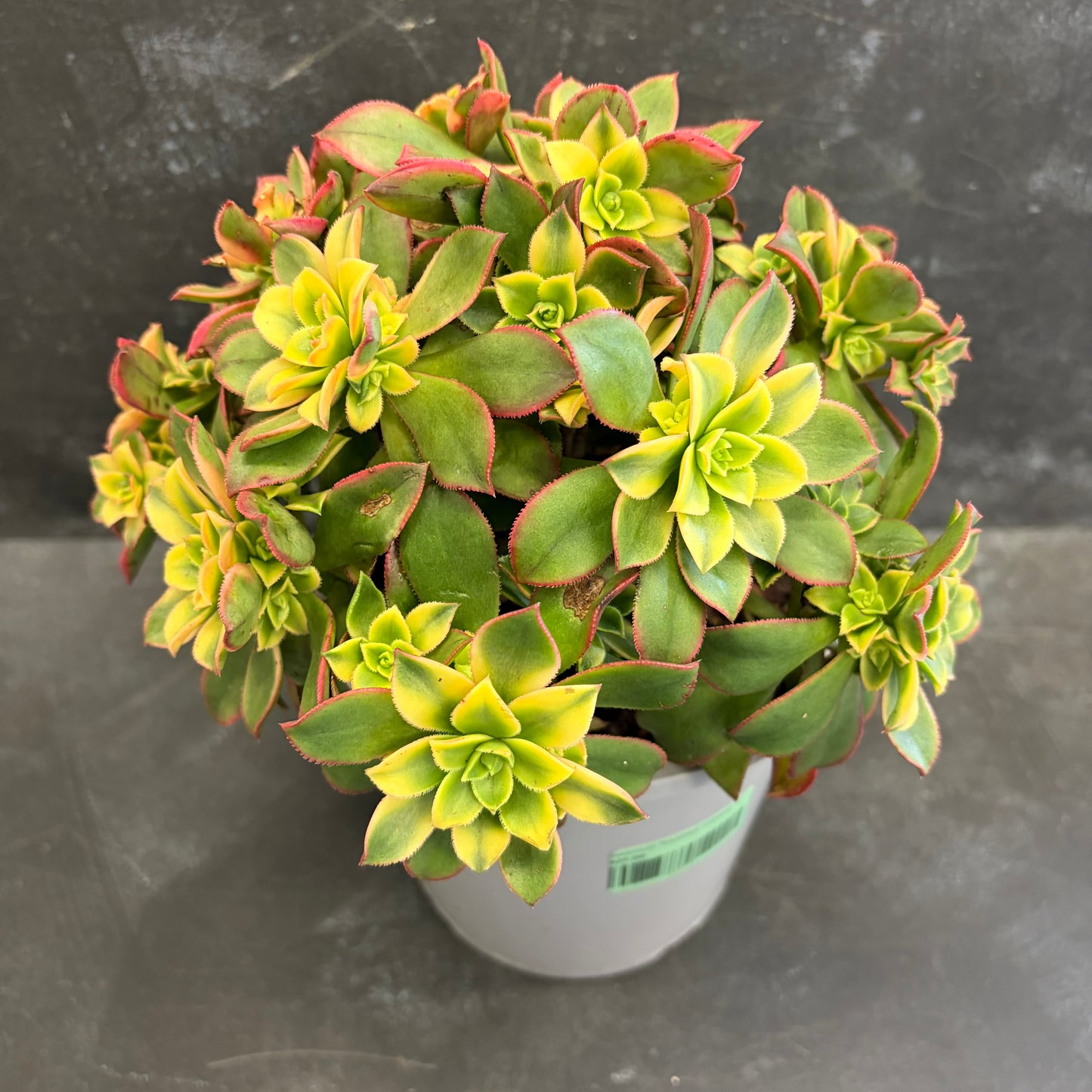 Aeonium Tricolour 170mm