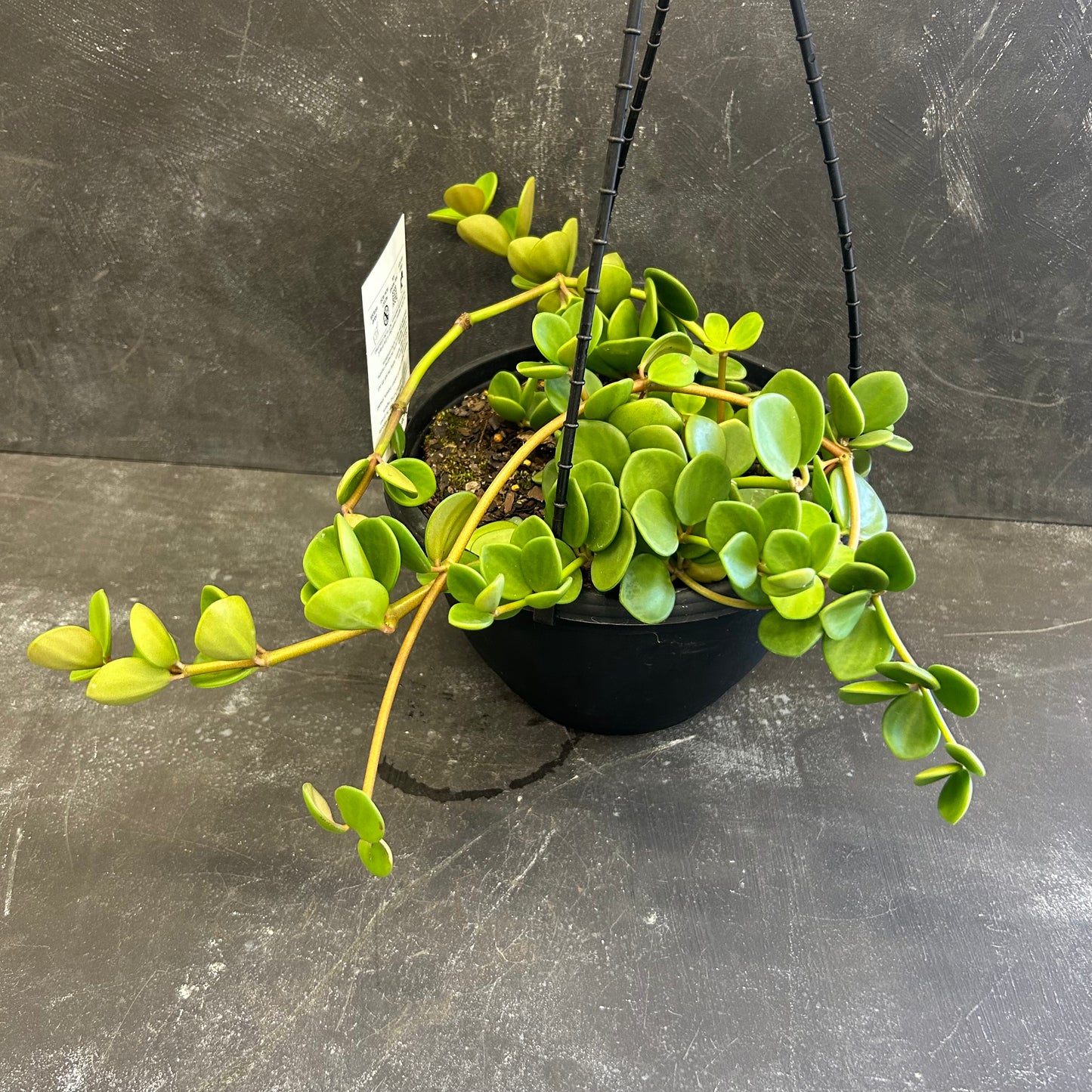 Peperomia Hope 200mm