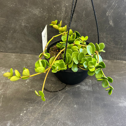 Peperomia Hope 200mm
