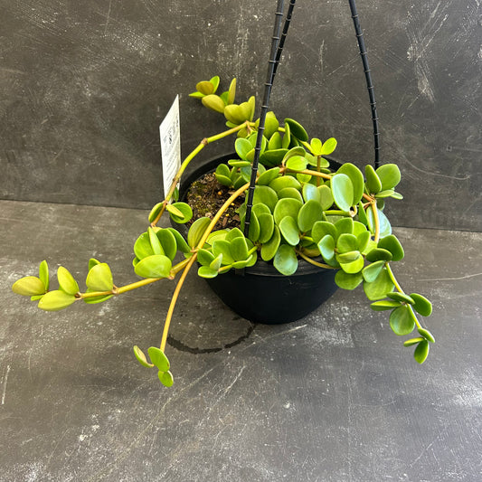 Peperomia Hope 200mm