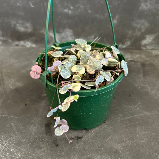 Chain of Hearts Variegated 140mm