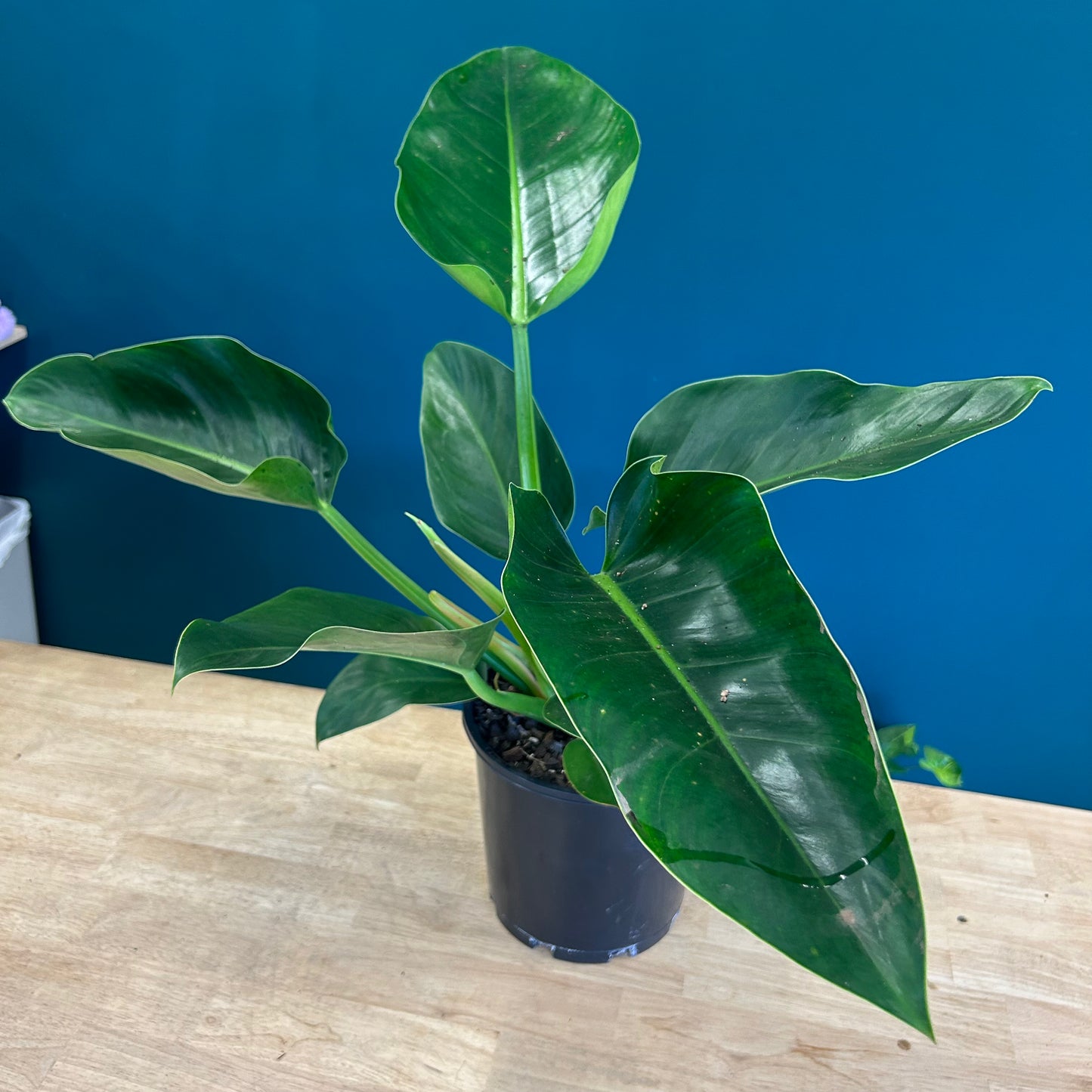 Philodendron Congo 200mm