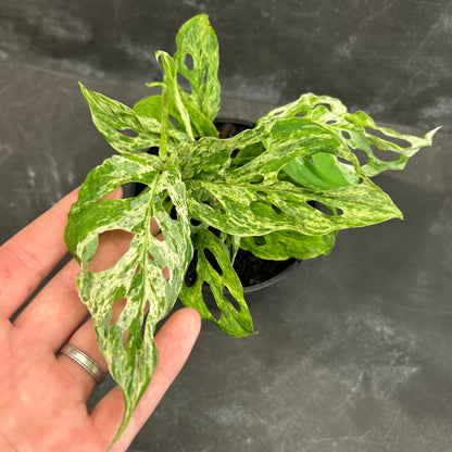 Monstera Adansonii Mint 125mm
