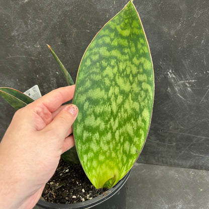 Whale Fin Sansevieria 200mm