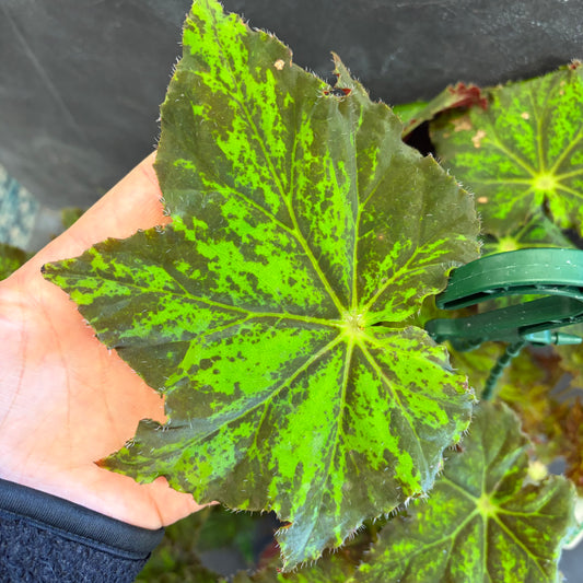 Begonia Cleopatra 175 mm