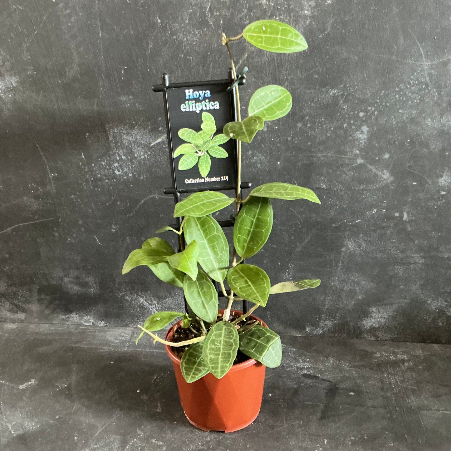 Hoya Elliptica 100mm