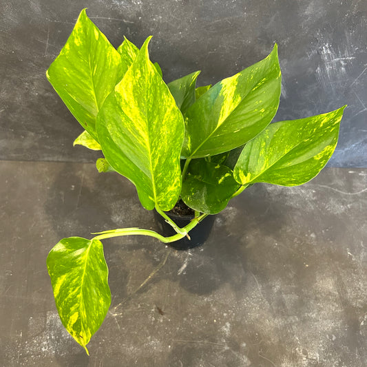 Eiprepmun Aureum Pothos 125mm