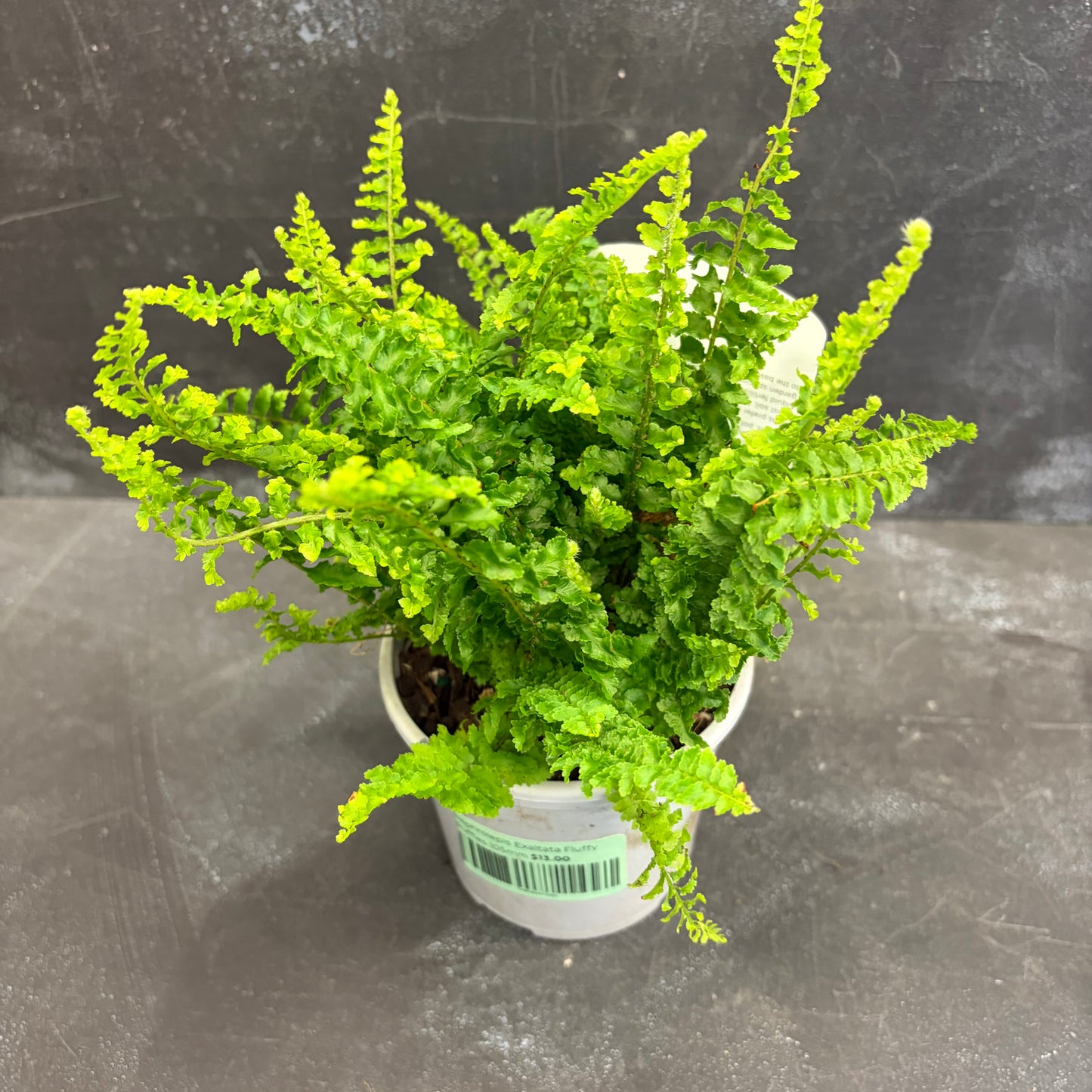 Nephrolepis exaltata Fluffy Ruffles 105 mm