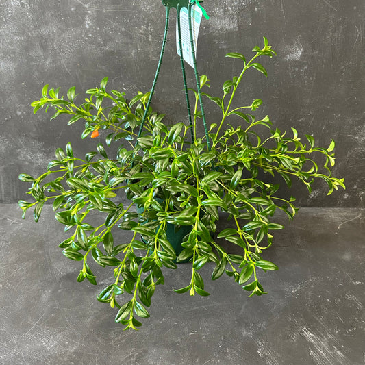 Nematanthus Gregarius Goldfish Plant 175mm