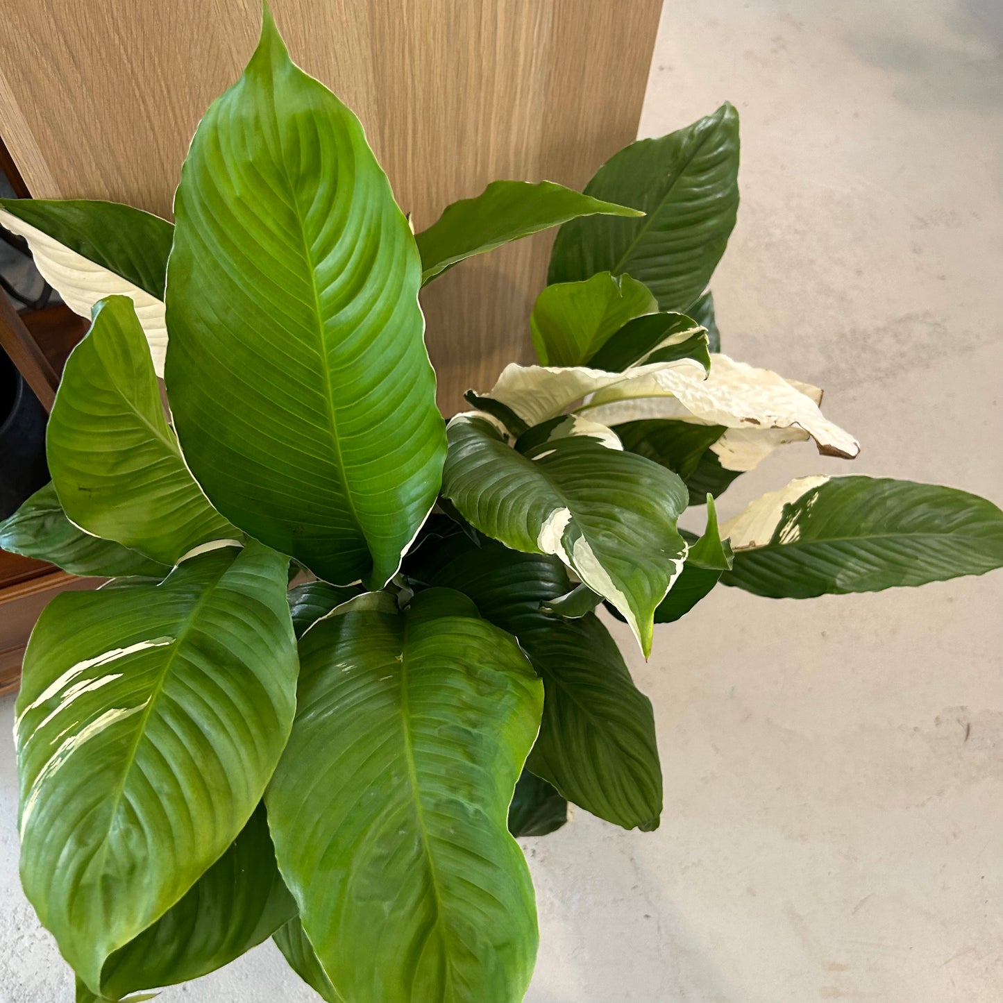 Picasso Peace Lily 180mm