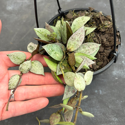 Hoya Krohniana Eskimo 125mm