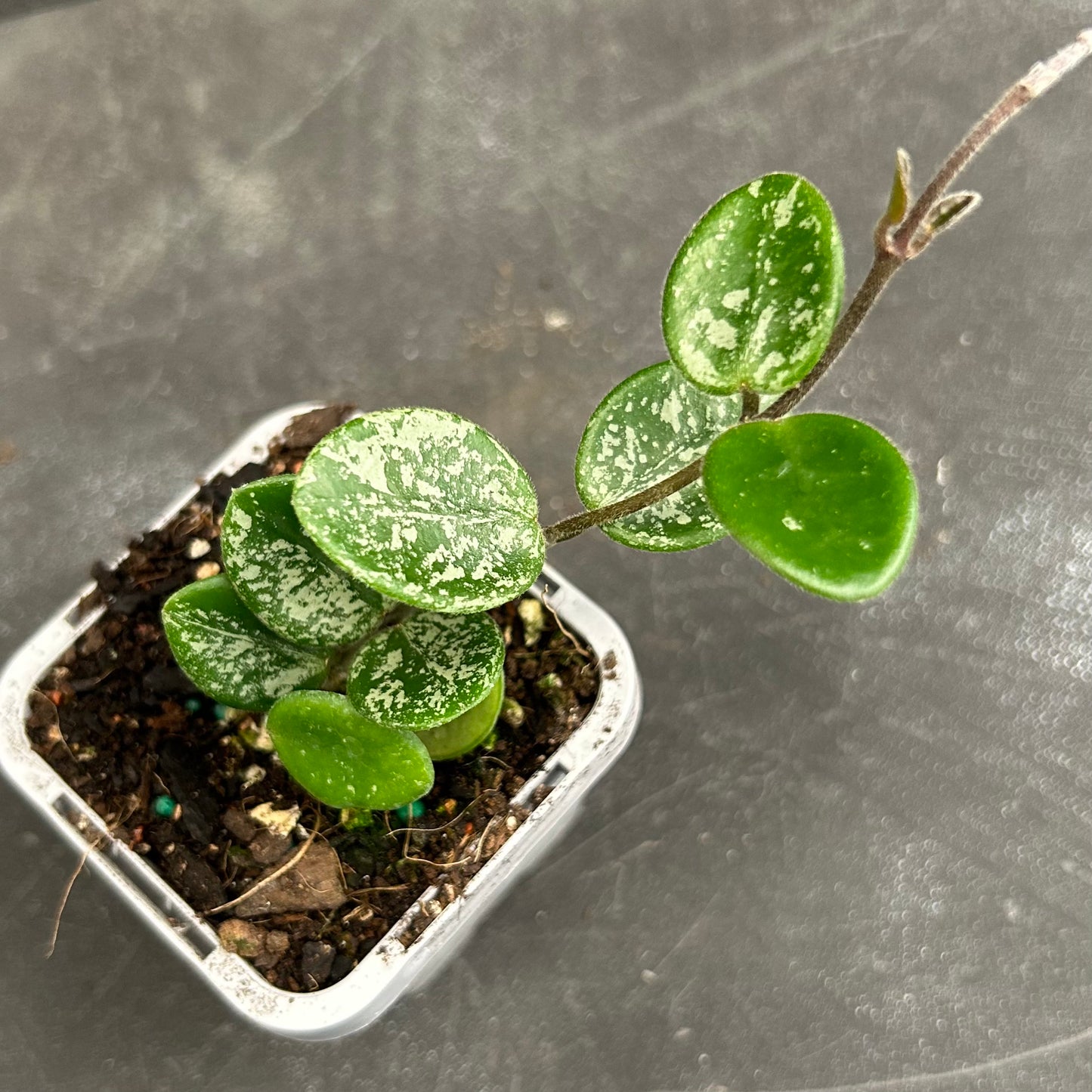 Hoya Mathilde Splash 70mm