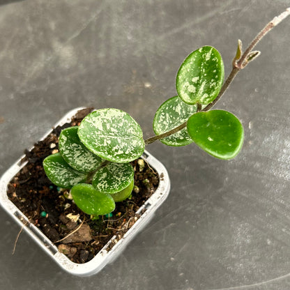 Hoya Mathilde Splash 70mm