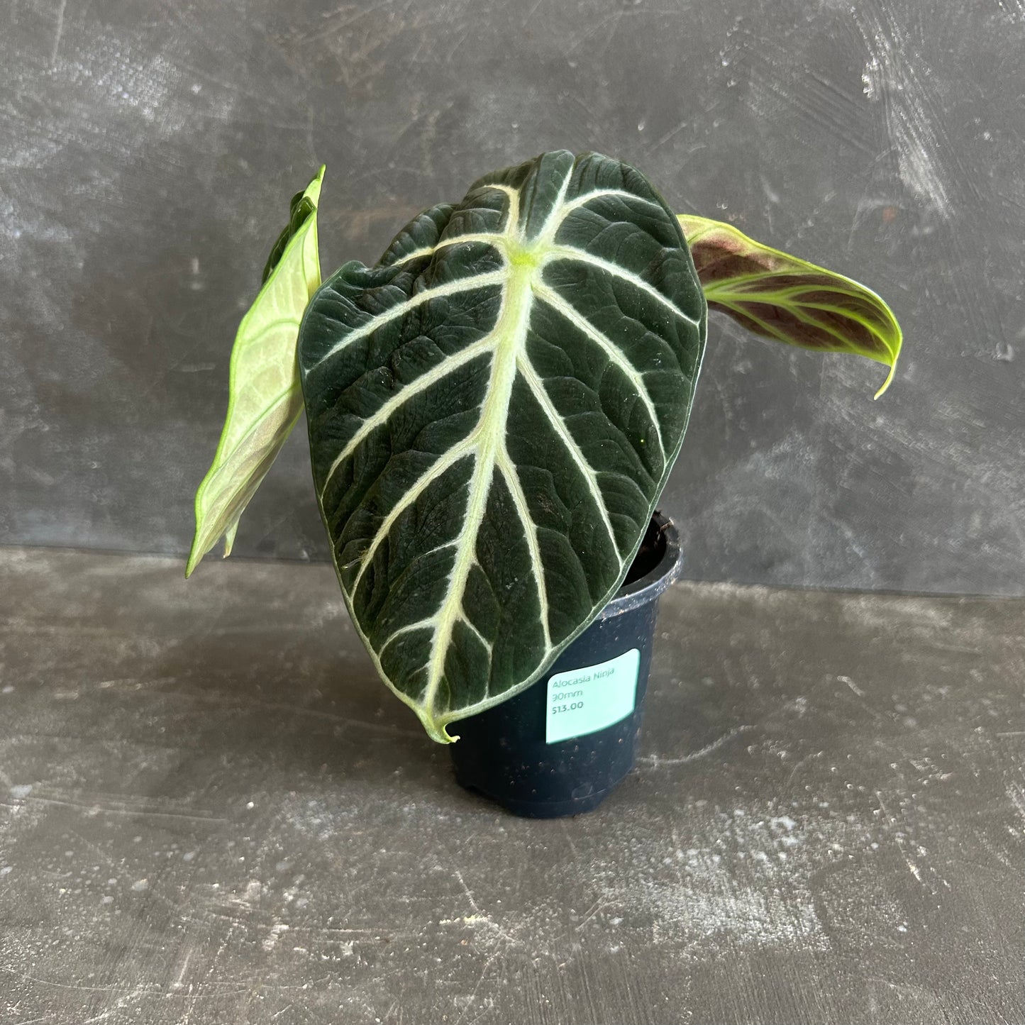 Alocasia Ninja 90mm