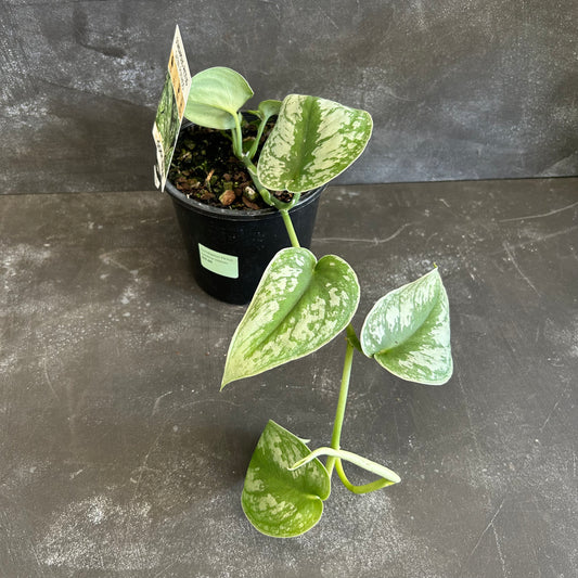 Scindapsus Pictus Exotica 130mm