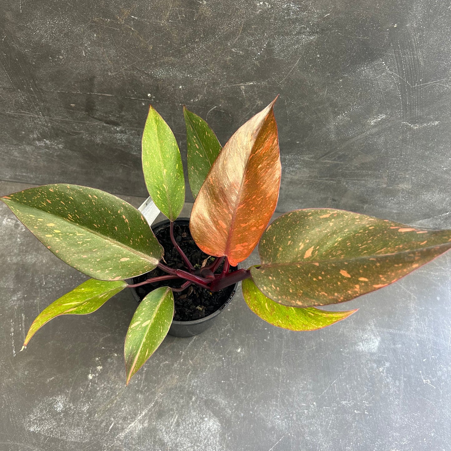 Philodendron Orange Princess 125mm