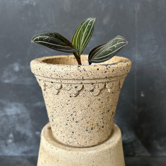 Castle Pot by Nipots 11cm