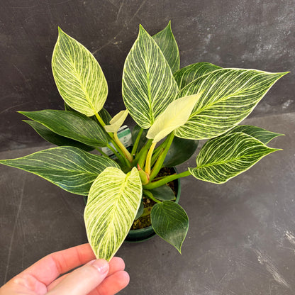 Philodendron Birkin 175mm