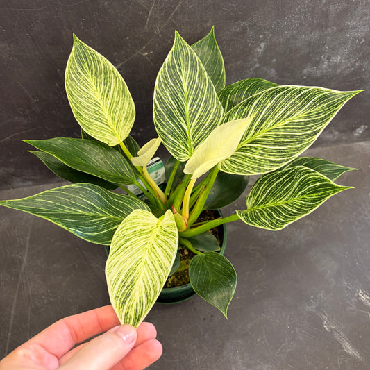 Philodendron Birkin 175mm