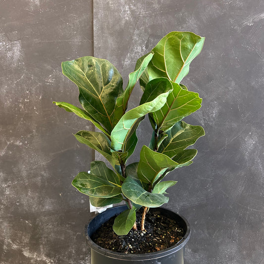 Ficus Lyrata Bambino (Fiddle Leaf Fig) 200mm