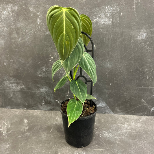 Philodendron Melanochrysum 125mm