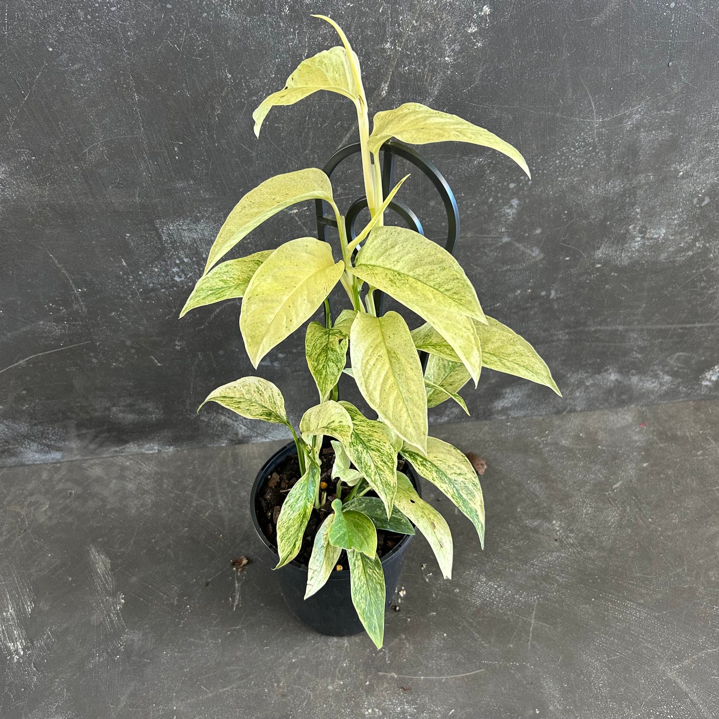 Monstera Laniata Variegated 125mm