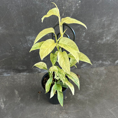 Monstera Laniata Variegated 125mm