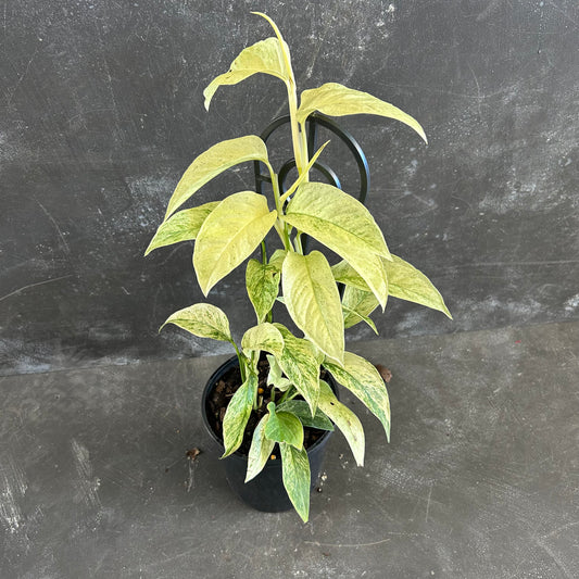 Monstera Laniata Variegated 125mm