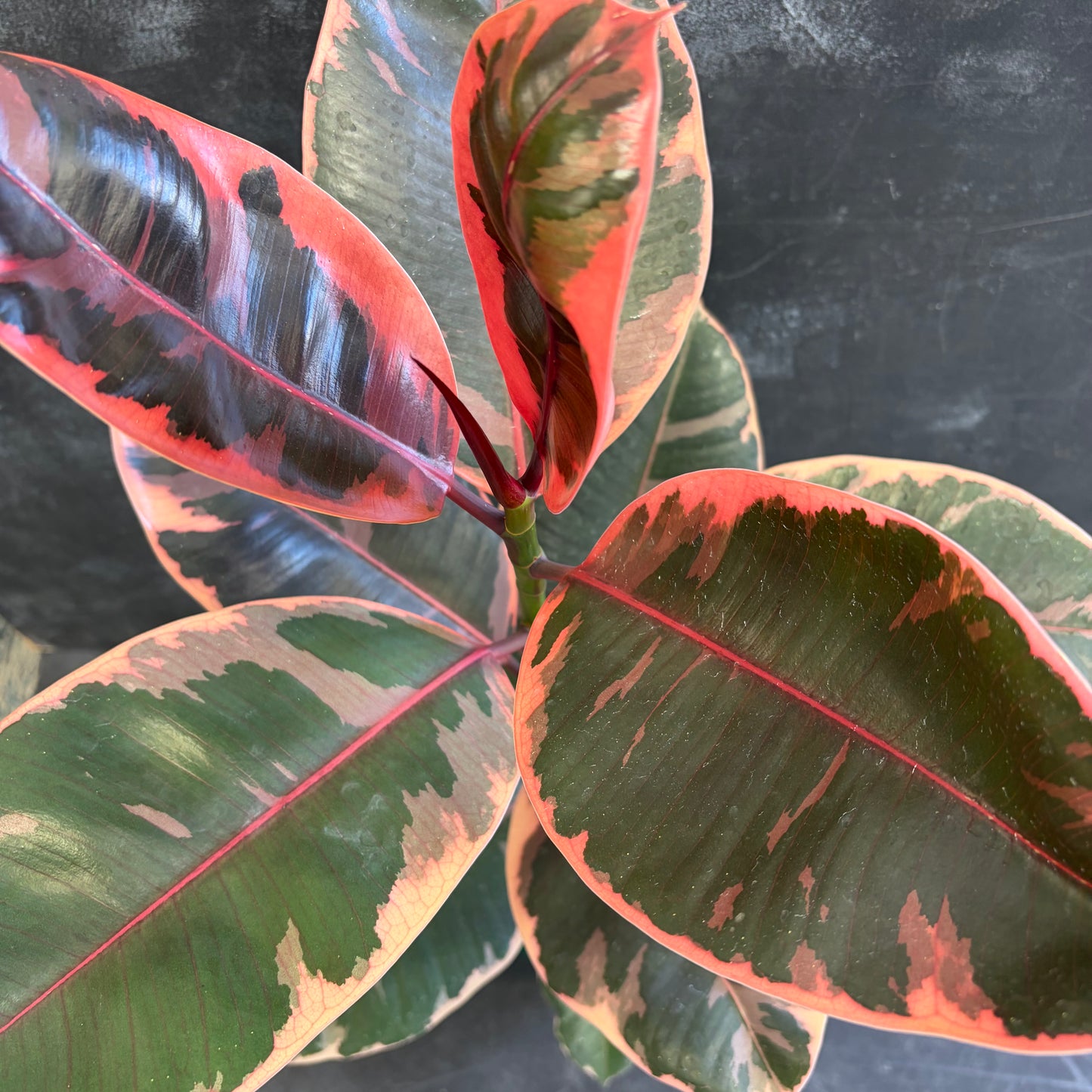 Ficus Elastica Ruby 175mm