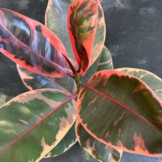 Ficus Elastica Ruby 175mm
