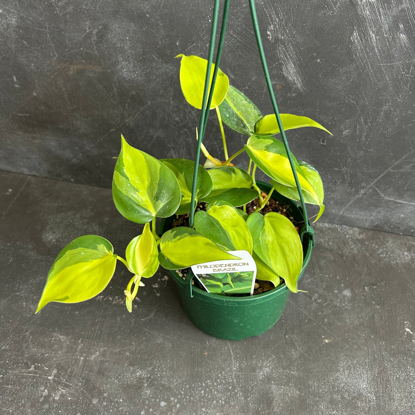 Philodendron Brasil 140mm