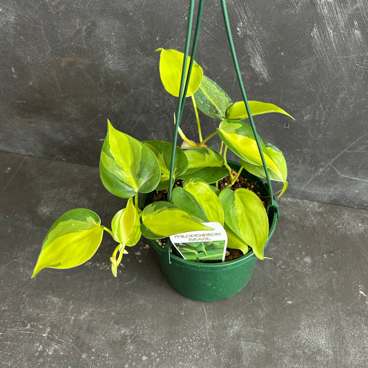 Philodendron Brasil 140mm