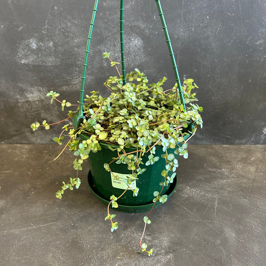 Pilea Silver Sprinkes 175mm