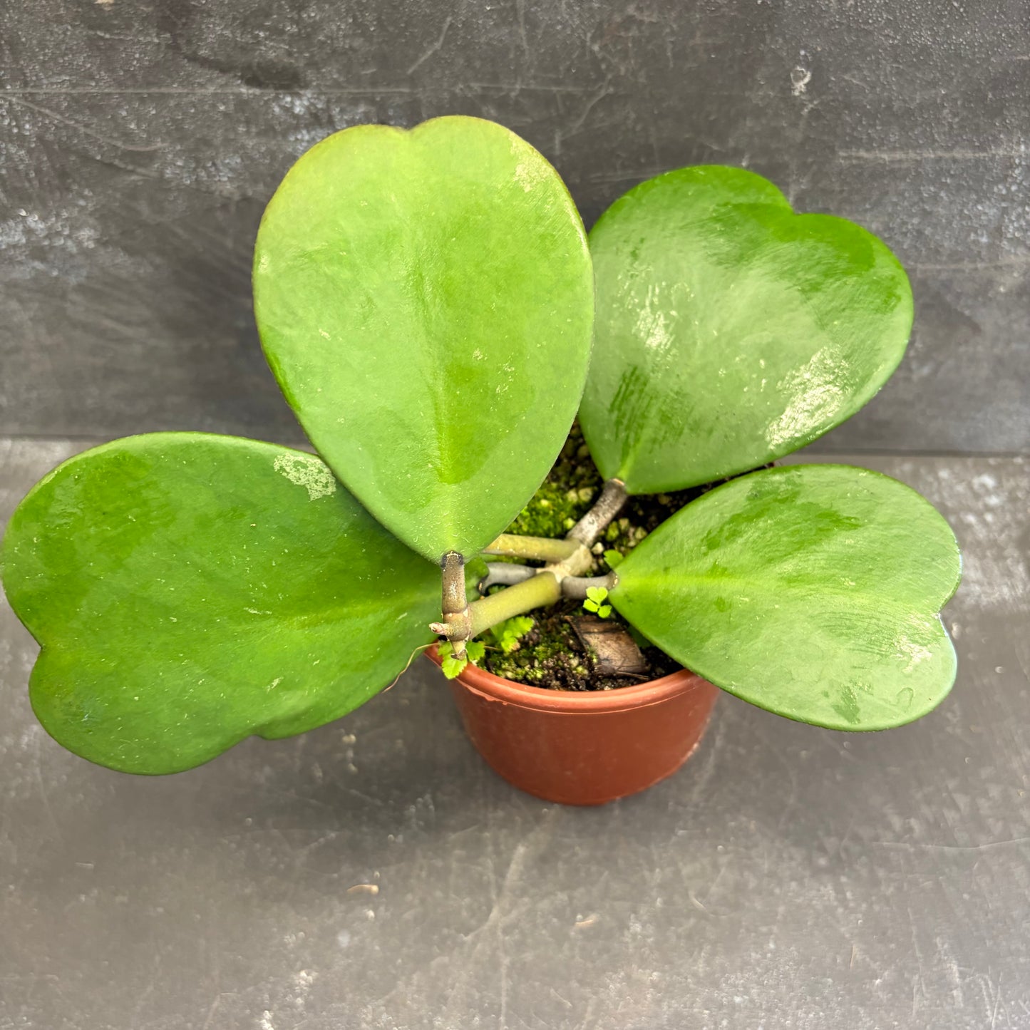 Hoya Kerrii 105mm