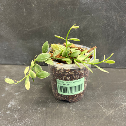Dischidia Oiantha Variegata 90mm