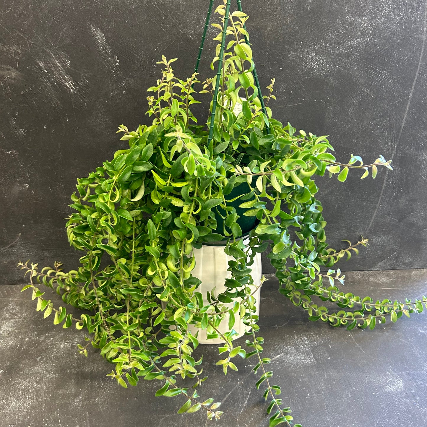 Aeschynanthus Curly Lipstick Plant 175mm
